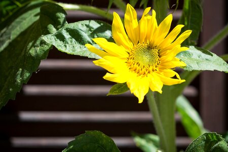 Agriculture beautiful flowers biology