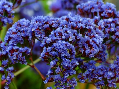 Blue beach lilac winged beach lilac
