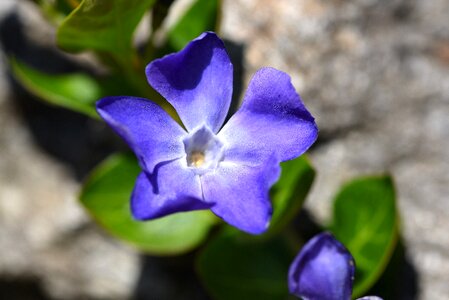 Clematis blue clematis garden photo