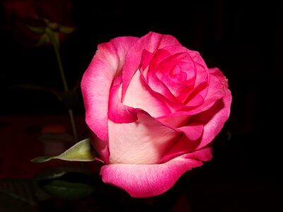 Rose white nature