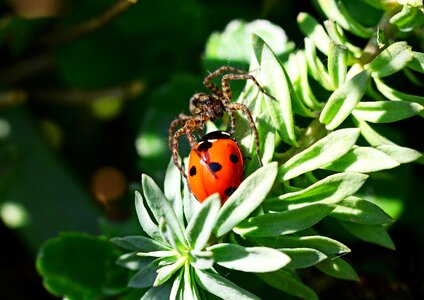 Seven-spot ladybird hunting prey
