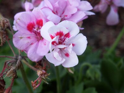 Flowers red white