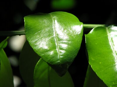 Leaves tree green leaves