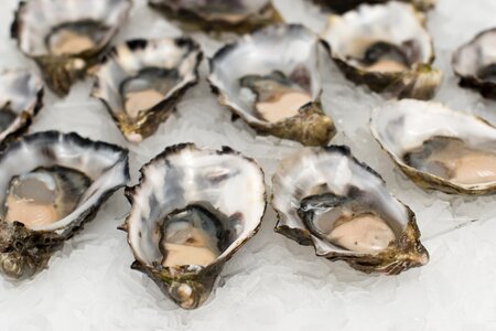 Oysters in Shells photo