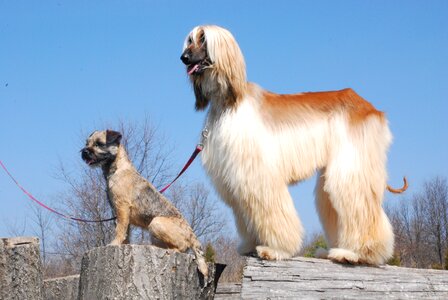 Canines animals pets