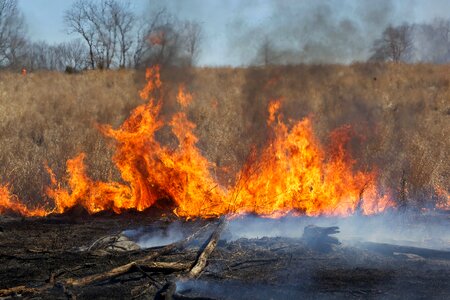Burn fire llama
