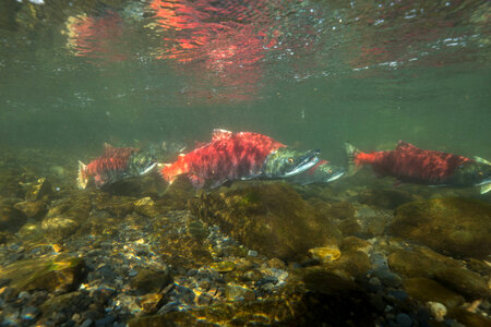  Sockeye Salmon-1