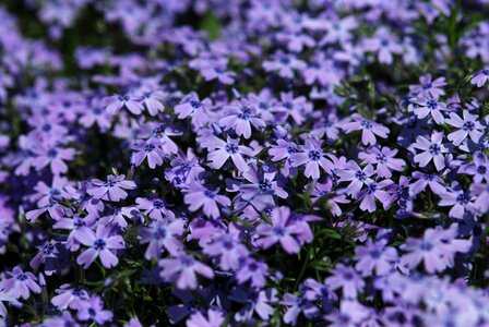 Gregariousness set blue