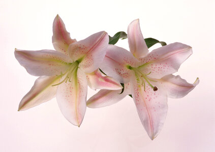 Two pink lily flowers photo