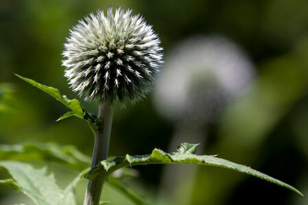 Flora plant green