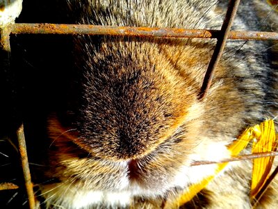 Bunny muzzle rodent photo