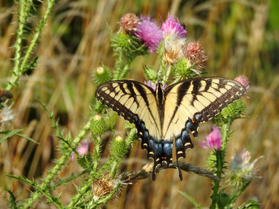 Eastern tiger swallowtail-1 photo