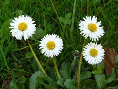 Plant garden white