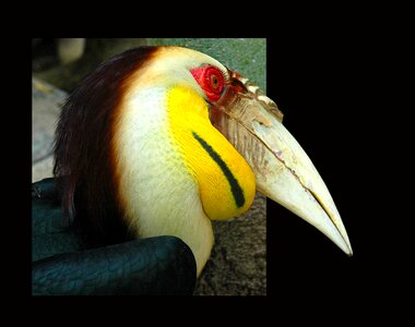 Toucan tropical bird frame photo