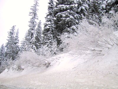 Hang pine snow