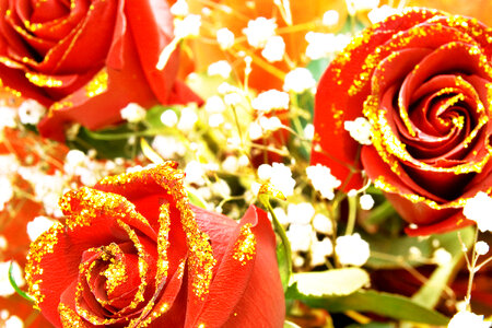 Red Roses photo