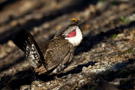 Dusky grouse-1 photo