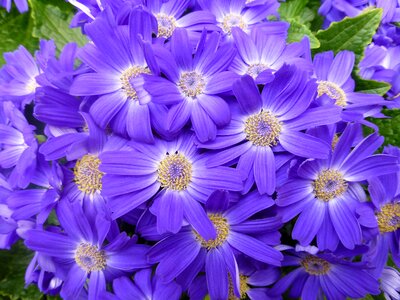 Purple spring close up
