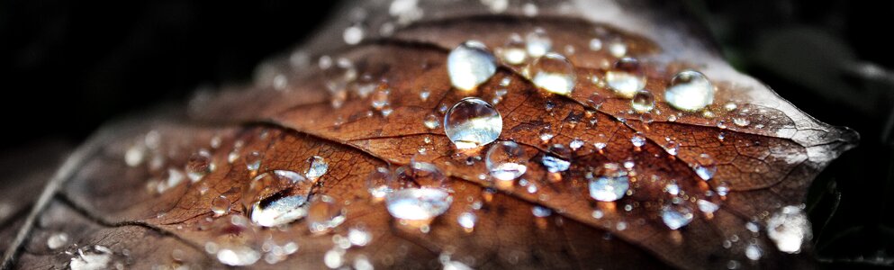 Dewdrop drops macro photo