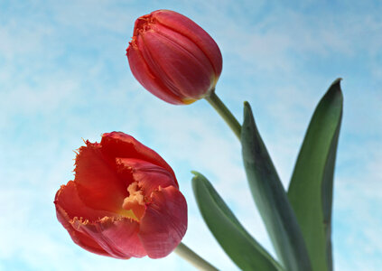 Two red tulip on sky color photo