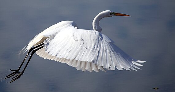 Flying nature water photo