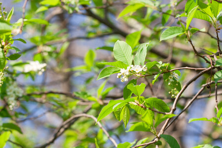 flowers photo