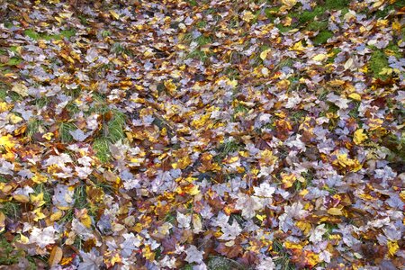 Autumn fall foliage