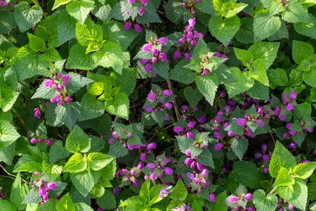 Blossom flora flower