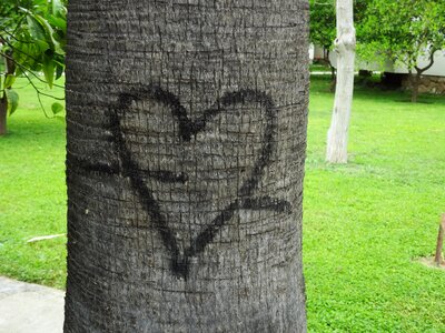 Tree love valentine's day photo