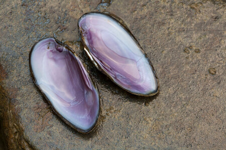 Mussel shell photo