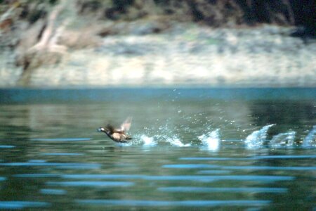 Duck Histrionicus histrionicus surface