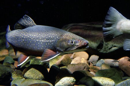Native swims trout