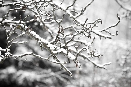 Twig winter weather photo