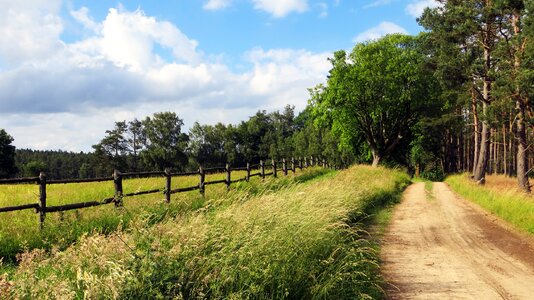 Nature landscape trees photo