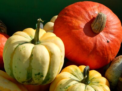 Autumn thanksgiving seasonal