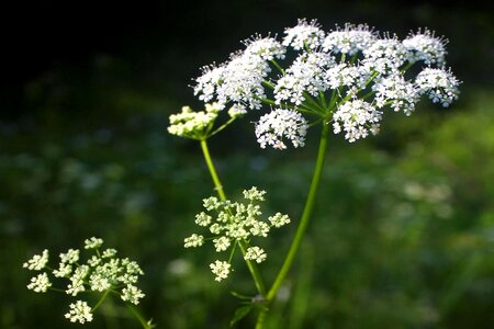 Action flowers grass plants