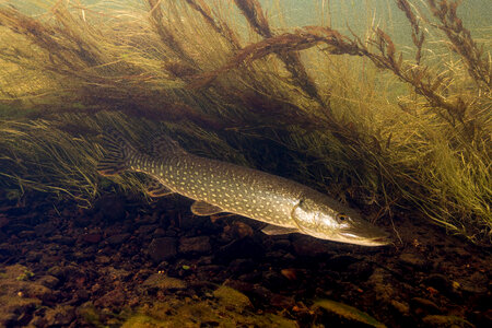 Northern Pike-3