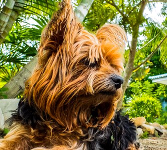 Dog yorkshire terrier vigilant dog photo