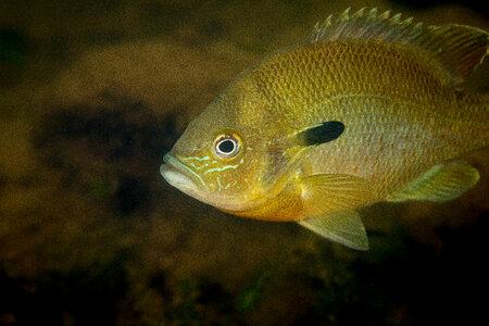  Redbreast sunfish-1