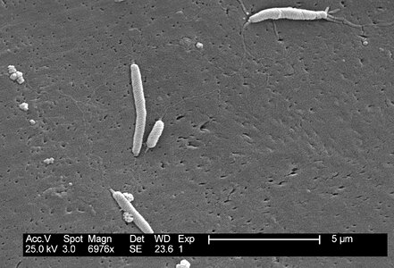Bacteria photo