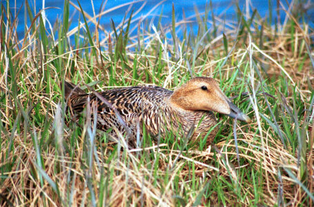 Common Eider Female on Nest