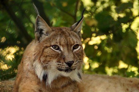 Cat wildcat lynx lynx