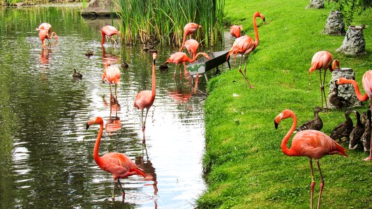 Flamingo flock riverbank photo