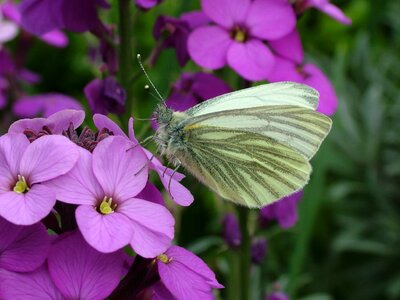 Spring green-veined white regents park photo