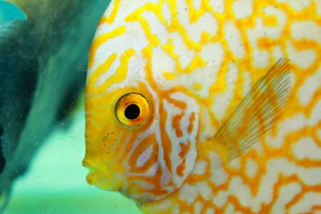 Aquarium Yellow Fish photo