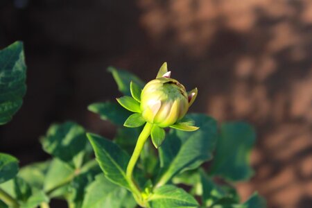 Bloom blossom bud