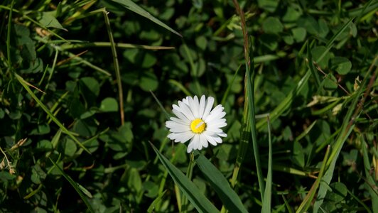 Plant garden flower