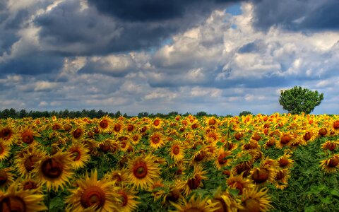 Sunflower field clouds photo