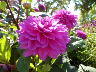 Spring pink flower harbinger of spring