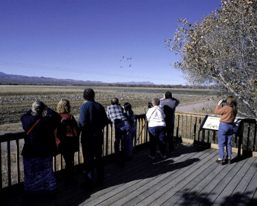 Birdwatching at Bosque del Apache National Wildlife Refuge photo